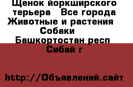 Щенок йоркширского терьера - Все города Животные и растения » Собаки   . Башкортостан респ.,Сибай г.